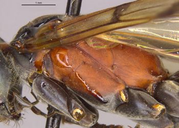 Media type: image;   Entomology 26604 Aspect: thorax lateral